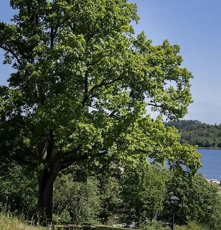 Jaervevaatega * Viljandi (Viljandimaa)