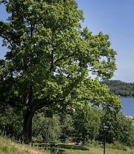 Jaervevaatega * ויליאנדי